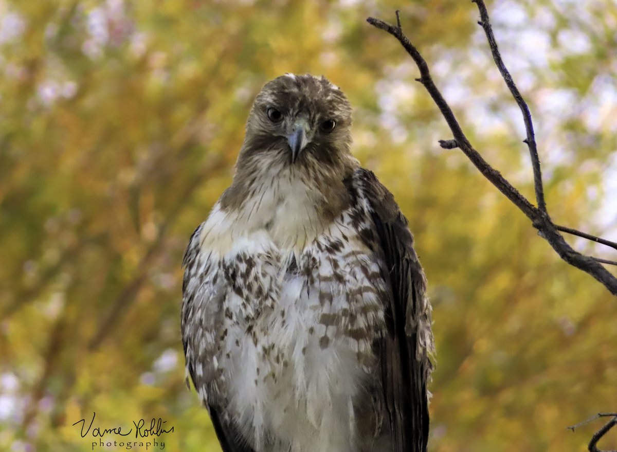 Cooper's Hawk watching me, watching him.
#CoopersHawk #BirdWatching ArizonaBirds #RaptorPhotography #BirdsOfPrey #NaturePhotography #WildlifePhotography #BirdsOfArizona #HawkPhotography #BirdsInArizona #FeatheredFriends #BirdsInNature #ArizonaWildlife #BirdsOfInstagram