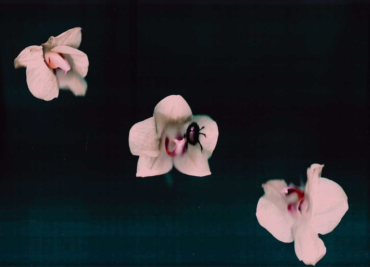 3 of my orchid blooms decided to drop together today and quite frankly, it hurt my feelings