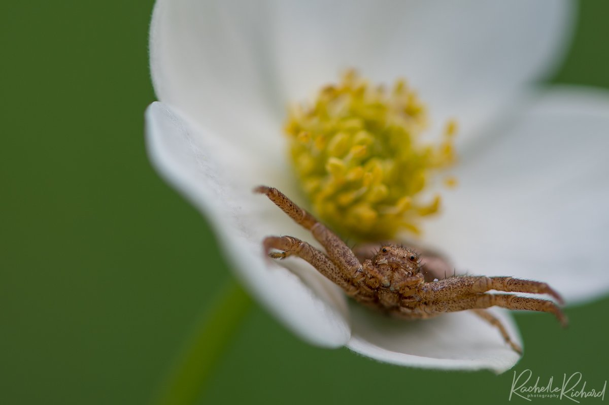 rachrichphoto's tweet image. This was the photo shoot that I didn't know I needed today. #spider #macro #thatface #crabspider #thephotohour #shareyourweather @KMacTWN 
instagram.com/rachelle_richa…