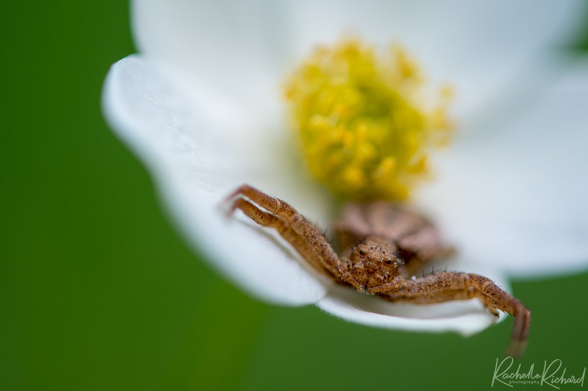 rachrichphoto's tweet image. This was the photo shoot that I didn't know I needed today. #spider #macro #thatface #crabspider #thephotohour #shareyourweather @KMacTWN 
instagram.com/rachelle_richa…