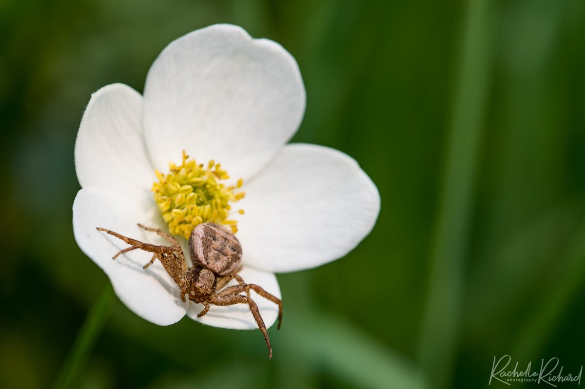 rachrichphoto's tweet image. This was the photo shoot that I didn't know I needed today. #spider #macro #thatface #crabspider #thephotohour #shareyourweather @KMacTWN 
instagram.com/rachelle_richa…