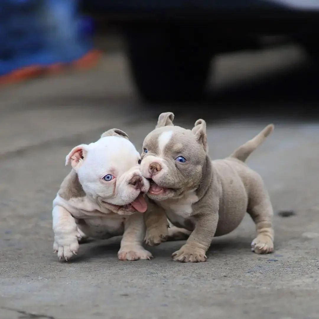 PITBULL's 🐶❤ (@amopitbulls1) on Twitter photo 