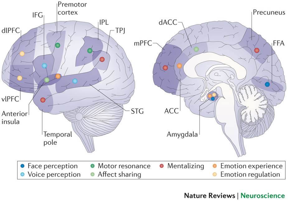 Brain regions associated with social processes.  

Source: @NatureNeuro 

#neuroscience