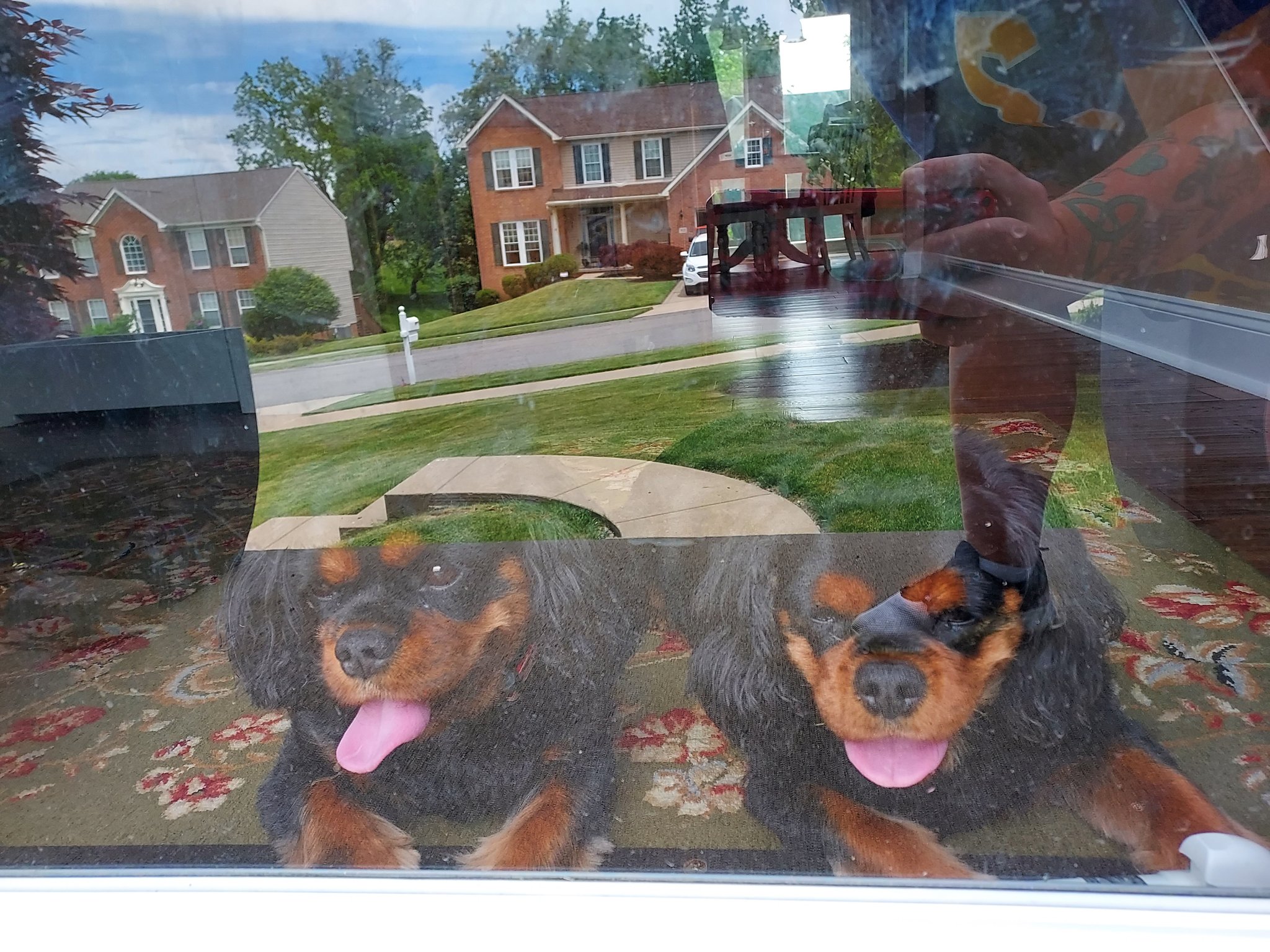 Dr. Shelly Bucci on Twitter "Twins and tongueoutuesday https //t.co