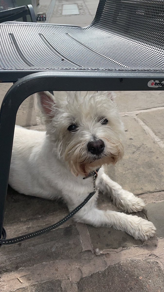 Bobby Watson RIP Busby Watson, Archie, Winston ❤️ tweet media