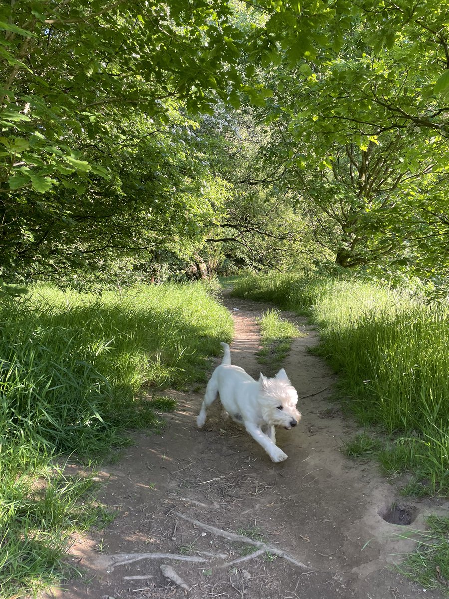 Bobby Watson RIP Busby Watson, Archie, Winston ❤️ tweet media