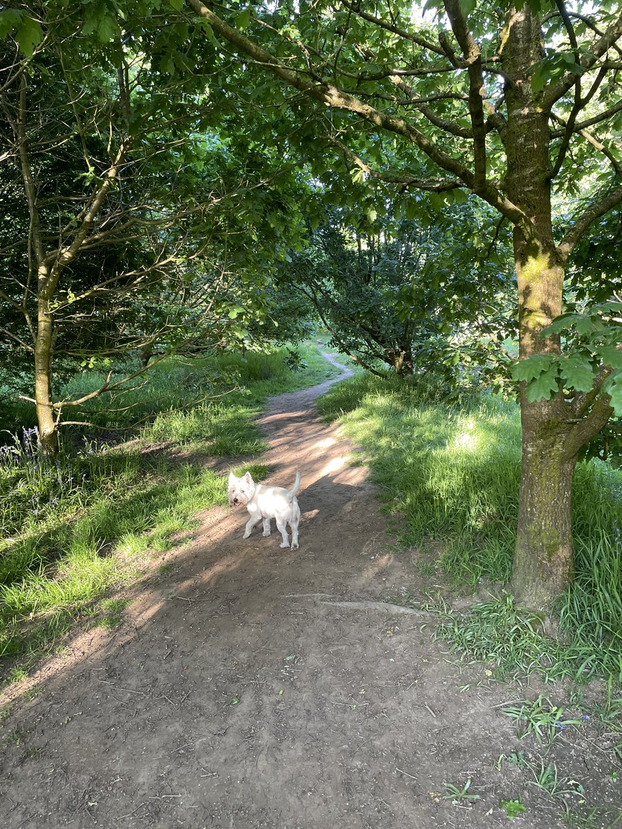 Bobby Watson RIP Busby Watson, Archie, Winston ❤️ tweet media