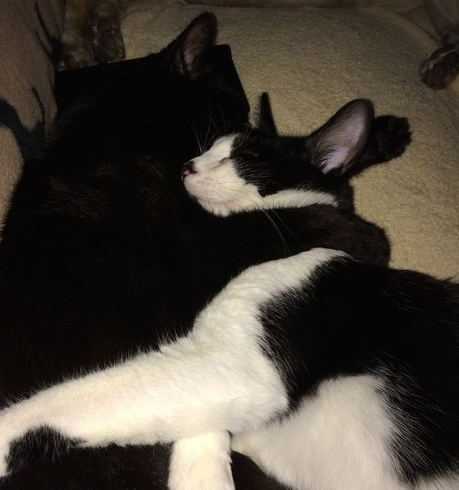 _hakxb's tweet image. ・・━━  00:00

Off to bed. We'll be setting a course to Paris tomorrow, and it looks like these guys are way ahead of me already. Goodnight kisses from Moon and Melbourne.