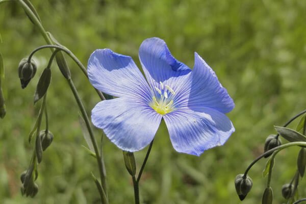 おはようございます

6/7(水) 今日の誕生花

宿根アマ
花言葉：ご親切にありがとう

今日も大好きな人が充実した一日を過ごしてくれますように🍀🍀