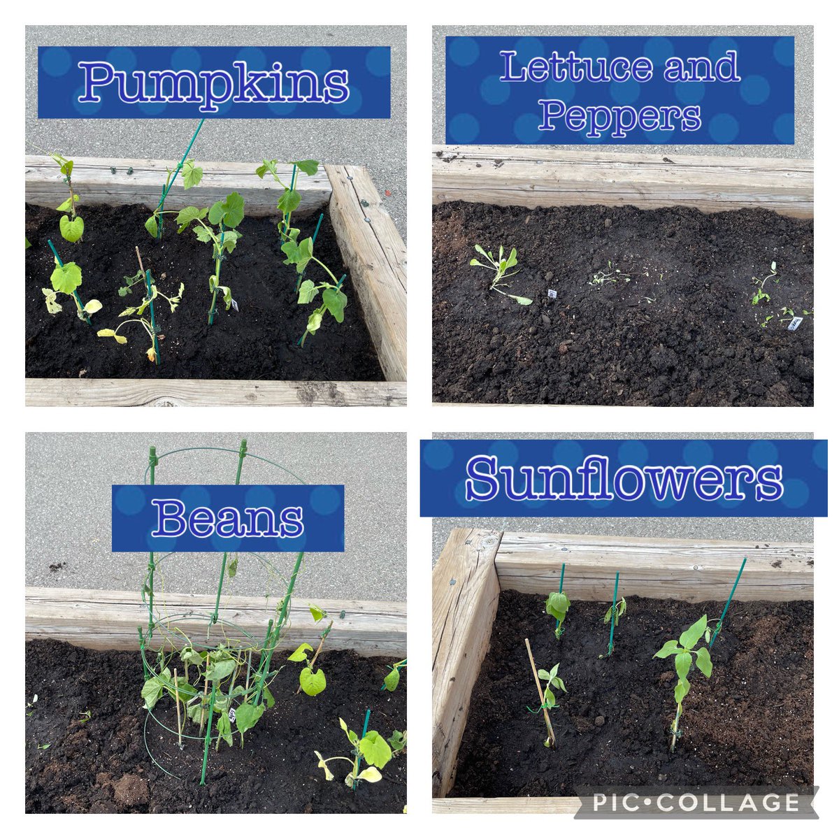 Ms. Iwashita (@miwashitaedu) on Twitter photo K1’s outdoor garden has been planted. Fingers crossed that they will continue to grow. <a href="/champlaintrail/">champlaintrailps</a> K1’s outdoor garden has been planted. Fingers crossed that they will continue to grow. <a href="/champlaintrail/">champlaintrailps</a>