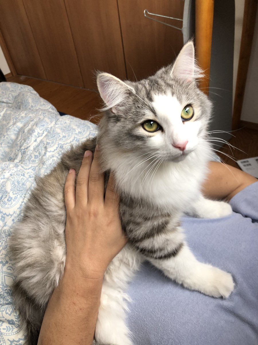 朝、足首を噛んで起こすのはやめていただきたい。でもかわいいから許す。 https://t.co/hBCfWytaZo