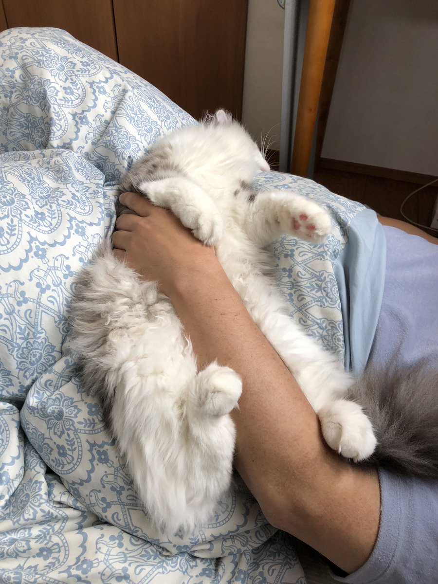 朝、足首を噛んで起こすのはやめていただきたい。でもかわいいから許す。 https://t.co/hBCfWytaZo