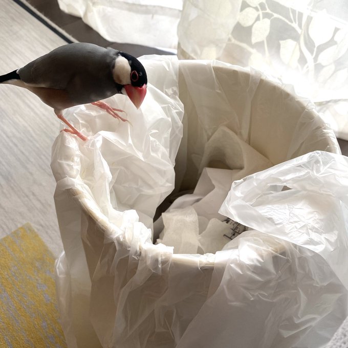 クチバシの届かない奥へゴミを押し込んだカイヌシを無言で非難する文鳥。