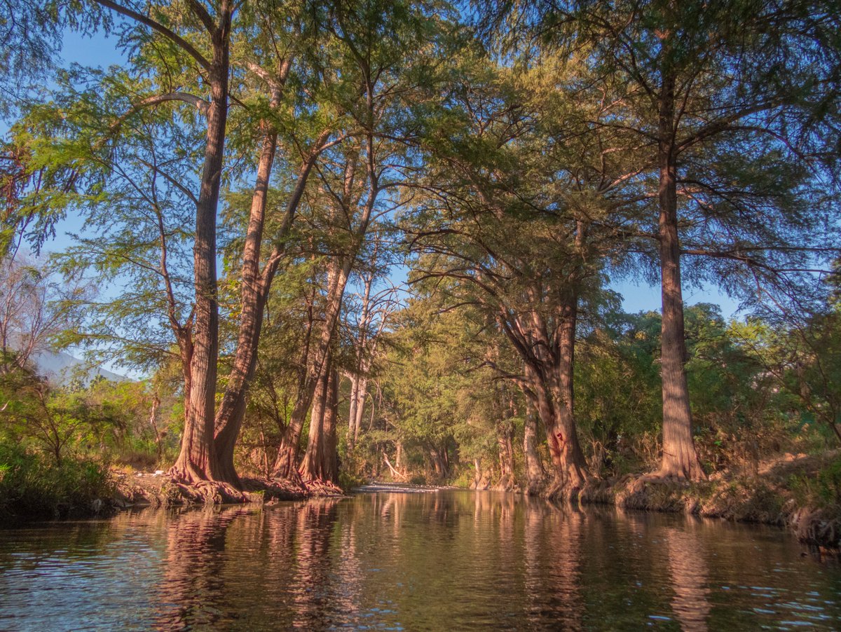 El río La Silla tiene una importancia ecosistémica significativa; su cauce y riberas proporcionan hábitat para una diversidad de aves, mamíferos, reptiles e insectos. 

Detalles de la declaración del río La Silla como ANP en #Monterrey 👇

bit.ly/3qyzwLQ