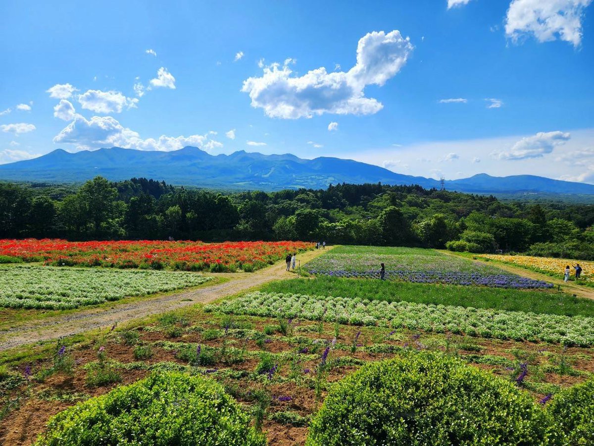 🌹🌹shigemi🌹🌹 tweet media