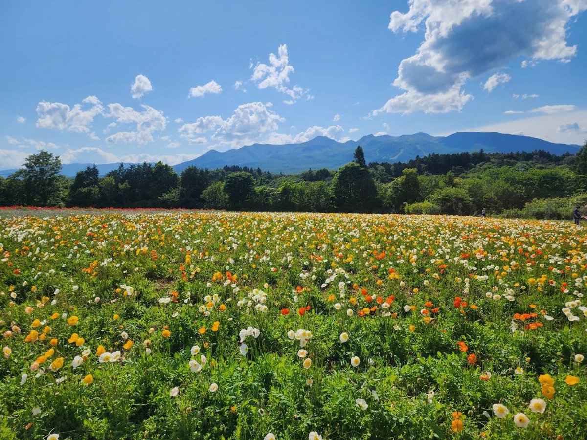 🌹🌹shigemi🌹🌹 tweet media