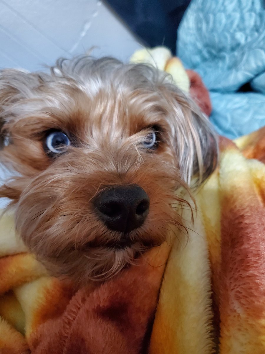 ClownXtime's tweet photo. Im telling u this dog is evil af, his eyes hold secrets https://t.co/ySxTznmkDs