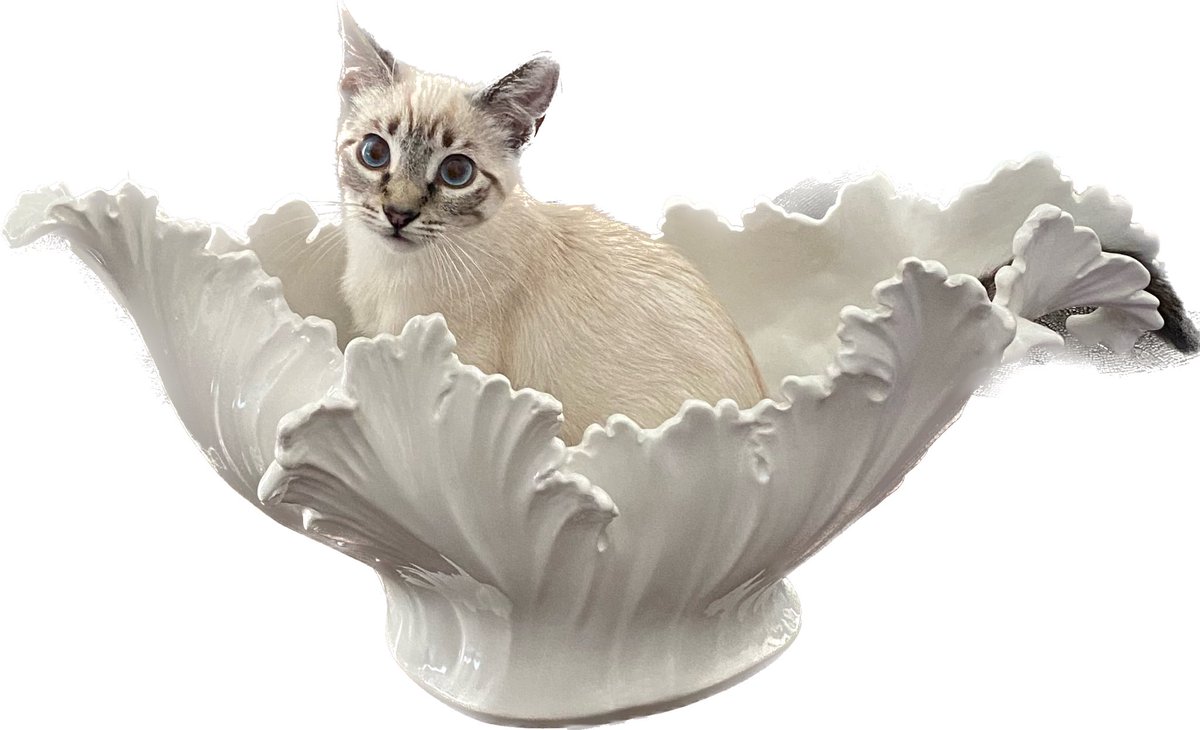 suebeeNOLA's tweet photo. @Number10cat @LightHackers Beignet salutes you Larry! https://t.co/yFjiv9iza9
