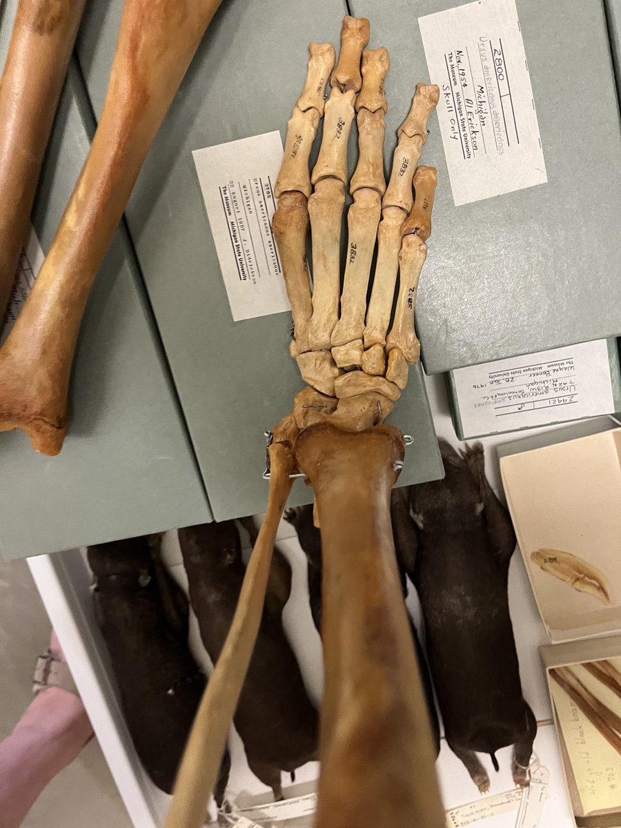 EmilyNisch's tweet image. Looking forward to digitizing some ⁦@MSUMuseum⁩ collections for my collections internship. A digitized version of this articulated bear limb+paw will assist #NAGPRA workers as human and bear bones share a lot of similarities. Thanks to ⁦@MSU_dhilab⁩ for equipment use!