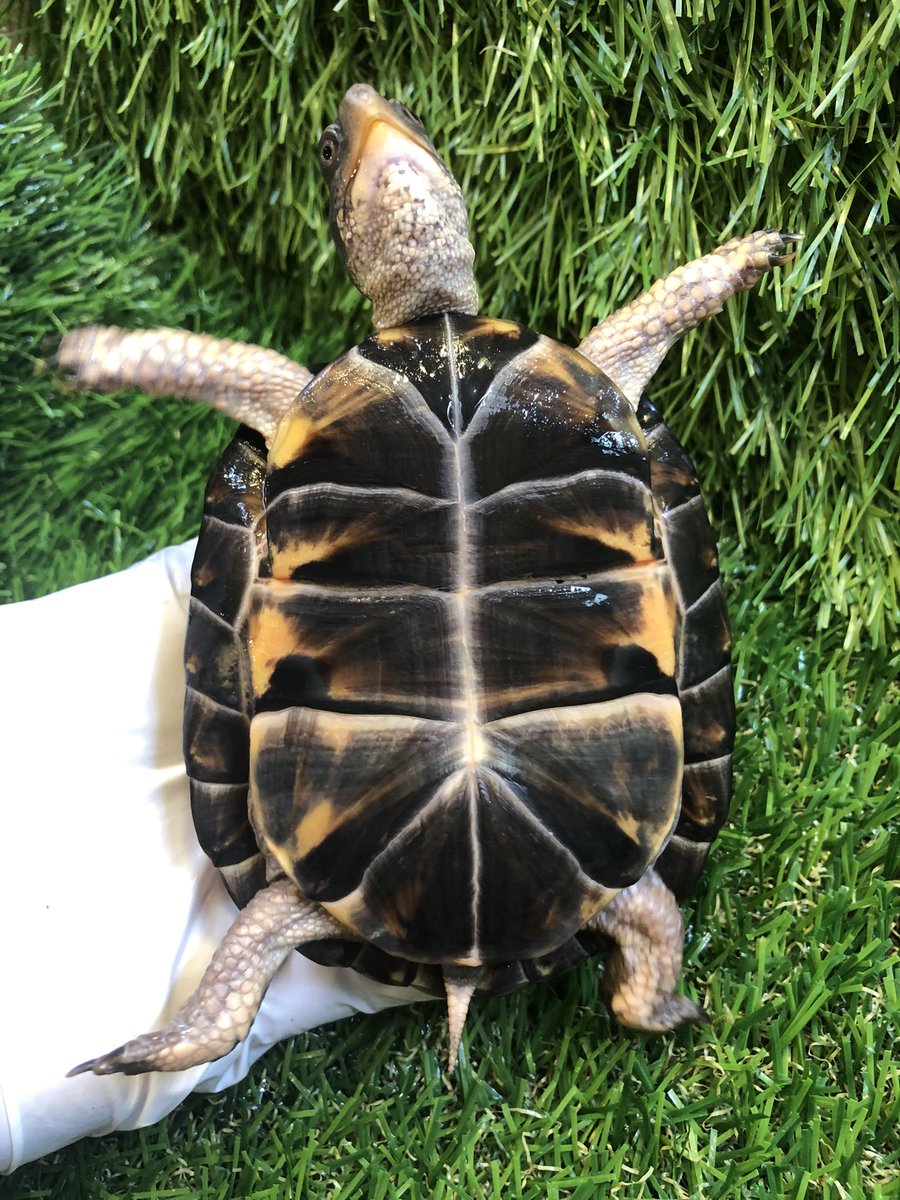 Land_mark_jp's tweet image. 美しい黒基調の腹甲✨
腹甲鑑賞はオタクの安らぎ？
背甲だけでなく腹甲も鑑賞対象🧐

#Terrapene carolina carolina
