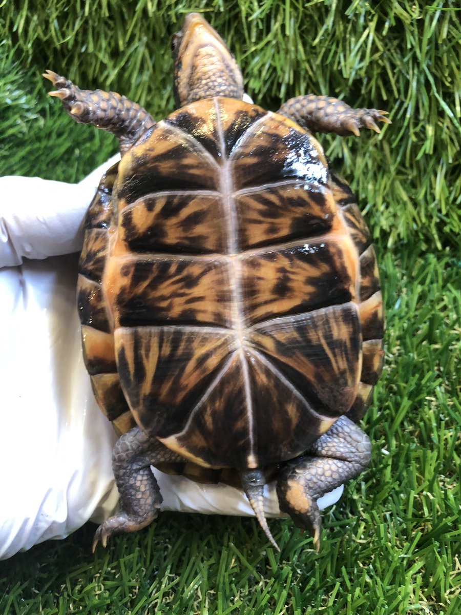 Land_mark_jp's tweet image. 美しい黒基調の腹甲✨
腹甲鑑賞はオタクの安らぎ？
背甲だけでなく腹甲も鑑賞対象🧐

#Terrapene carolina carolina