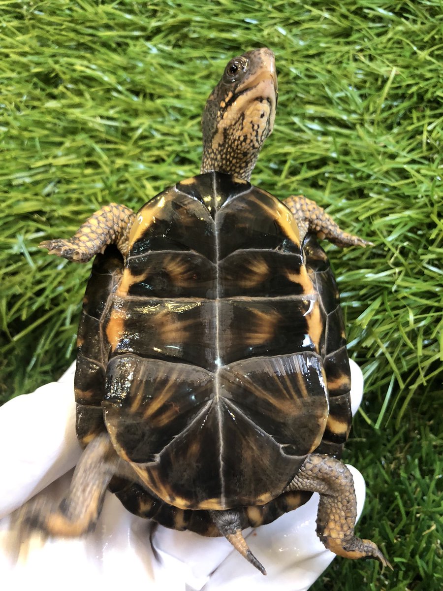 Land_mark_jp's tweet image. 美しい黒基調の腹甲✨
腹甲鑑賞はオタクの安らぎ？
背甲だけでなく腹甲も鑑賞対象🧐

#Terrapene carolina carolina