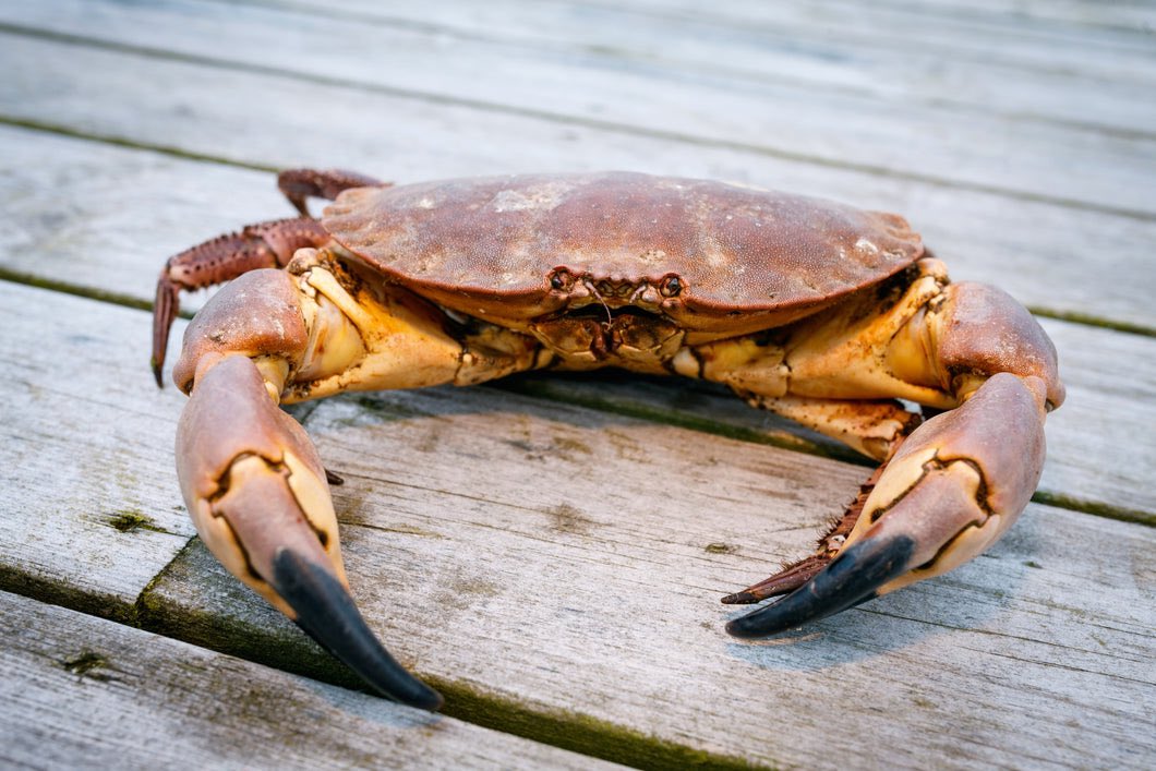 "are you amab or afab" dawg i'm acrab