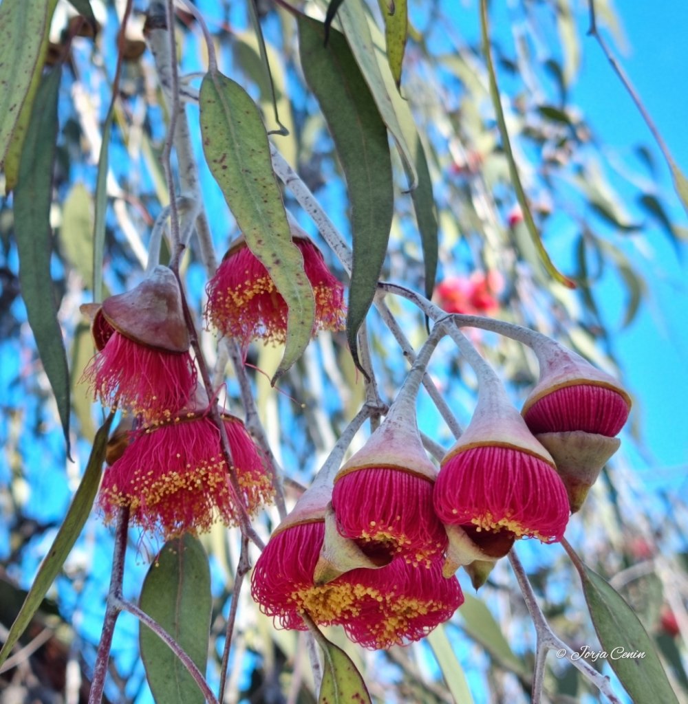 Eucalyptus caesia - Silver princess 💗 #wildflowerhour #flowers #beautiful