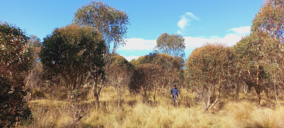These special 9yr old eucs are part of one of Aus largest networks of multi-species provenance trials informing migration &amp; restoration strategies in the face of climate change &amp; have just passed their fitness assessment by the EucGen group <a href="/_PAHarrison/">PeterAHarrison</a> <a href="/tassiebeck/">Rebecca Jones</a> <a href="/Sciences_UTAS/">Sciences and Engineering at University of Tasmania</a>
