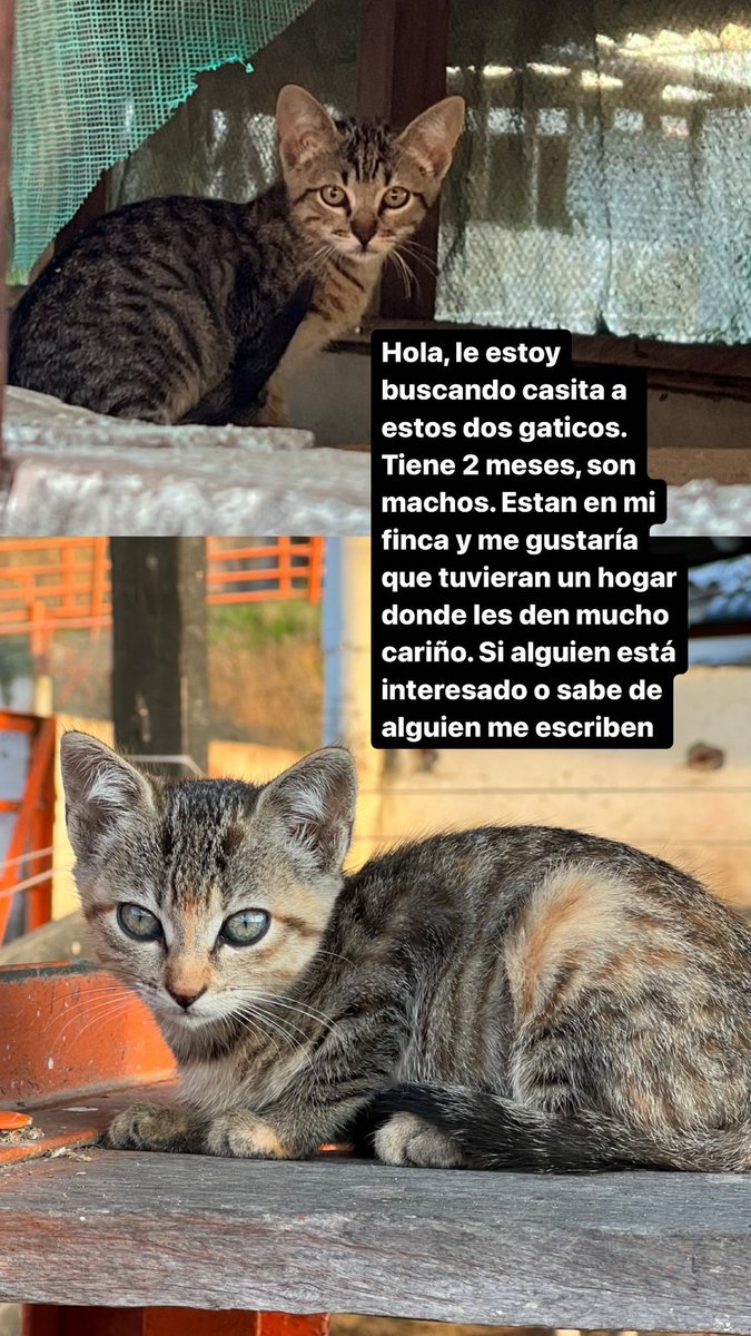 isaisate's tweet photo. Ayudenme a buscarle hogar a estos bebés. Una casa que les de mucho cariño y sean responsables. Si no pueden adoptarlos me ayudan con un RT🥺😊 https://t.co/XaokDag7Rx