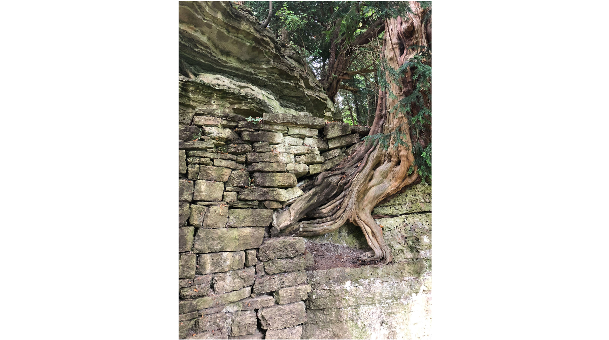 JudithHEverett's tweet photo. Stone walls were an integral part of the era I write about. Here is a cool dry stone wall mixed with mortared stone to allow a tree to grow through it at Studley Park, Yorkshire, UK. #Stonewalling https://t.co/ZyuBtTqXT2