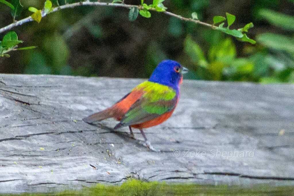 Painted bunting