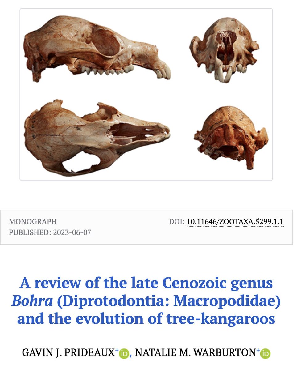 Natalie Warburton (@anatomy_lab) on Twitter photo Hot off the press!
Very excited to announce that our epic review of the evolution of tree-kangaroos is out today 🤩
With Prof Gav Prideaux <a href="/FlindersPalaeo/">Flinders Palaeontology</a>
#WildOz <a href="/AusMammals/">The Australian Mammal Society</a> <a href="/wamuseum/">Western Australian Museum</a> <a href="/western_web/">Trish Fleming</a> <a href="/MurdochUni/">Murdoch University</a>
mapress.com/zt/article/vie… Hot off the press!
Very excited to announce that our epic review of the evolution of tree-kangaroos is out today 🤩
With Prof Gav Prideaux <a href="/FlindersPalaeo/">Flinders Palaeontology</a>
#WildOz <a href="/AusMammals/">The Australian Mammal Society</a> <a href="/wamuseum/">Western Australian Museum</a> <a href="/western_web/">Trish Fleming</a> <a href="/MurdochUni/">Murdoch University</a>
mapress.com/zt/article/vie…