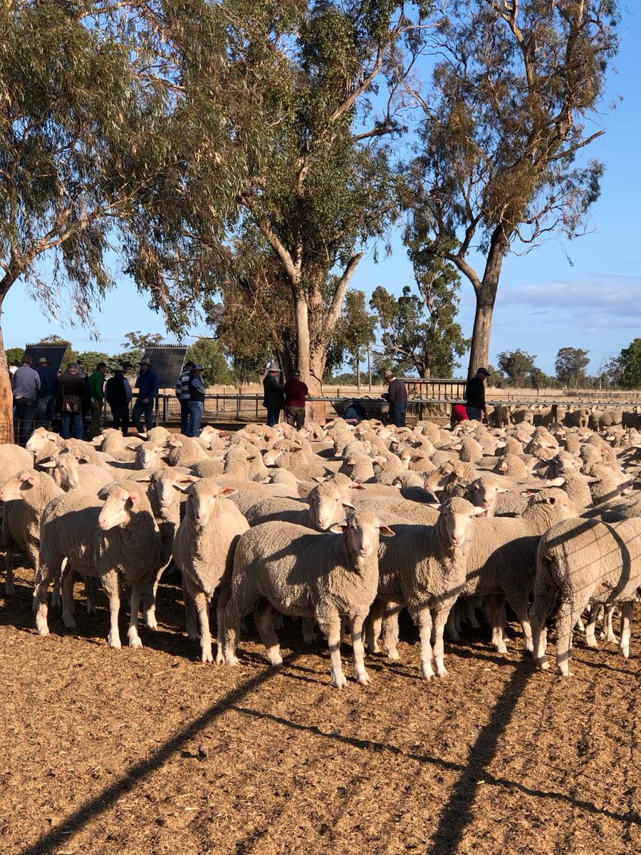 AHNConsulting's tweet image. The inaugural @AHNConsulting information sharing event has been a great success. Over 80 farmers came along to learn about sheep Droughtlotting and how to manage climate variability and drought resilience. With thanks to @sqnnswhub @luhogan4 @sheep_data_mgmt
