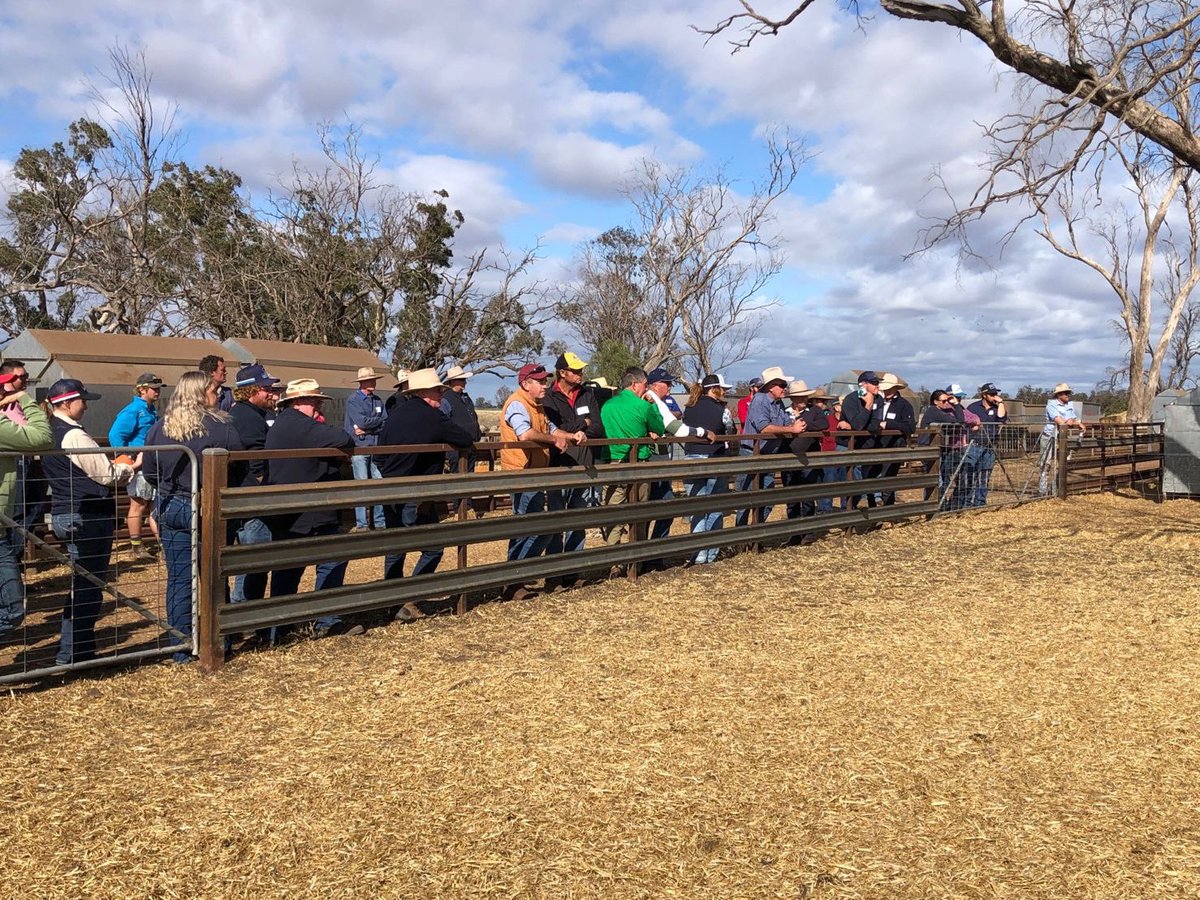 The inaugural <a href="/AHNConsulting/">AHN Consulting</a> information sharing event has been a great success. Over 80 farmers came along to learn about sheep Droughtlotting and how to manage climate variability and drought resilience. With thanks to <a href="/sqnnswhub/">SQNNSW Innovation Hub</a> <a href="/luhogan4/">luhogan</a> <a href="/sheep_data_mgmt/">Elise Bowen</a>