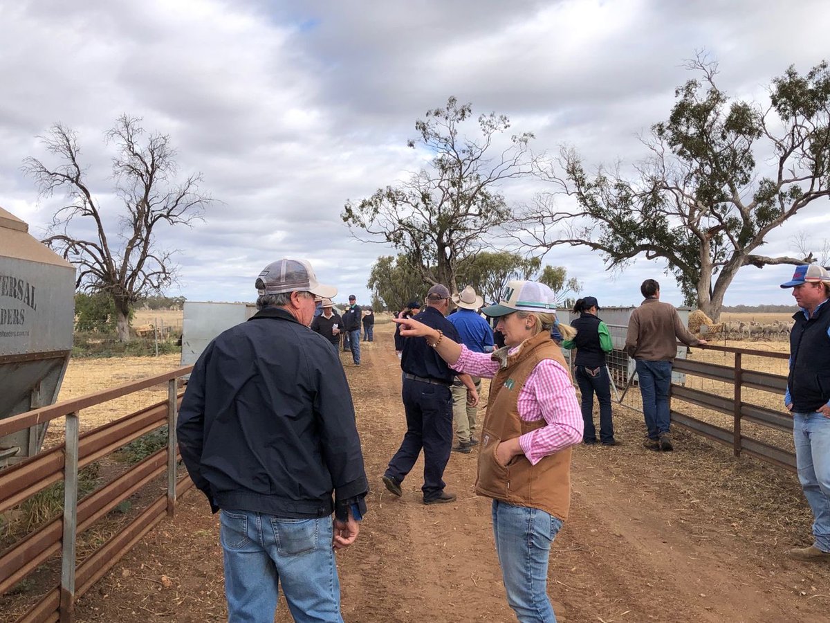 AHNConsulting's tweet image. The inaugural @AHNConsulting information sharing event has been a great success. Over 80 farmers came along to learn about sheep Droughtlotting and how to manage climate variability and drought resilience. With thanks to @sqnnswhub @luhogan4 @sheep_data_mgmt