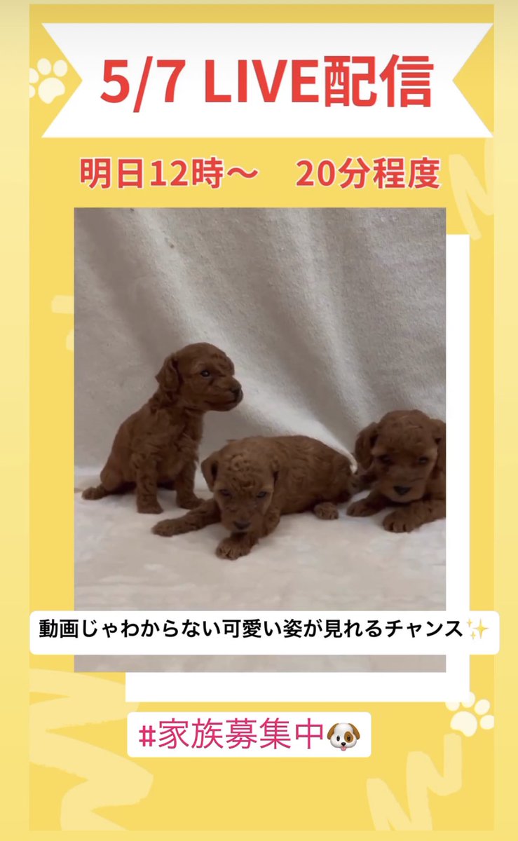 TMH_breeder's tweet photo. 今日12時からトイプードルパピー紹介をインスタでライブ配信します！
癒されにぜひきてね✨

https://t.co/FXlVlOuBkj

#トイプードルパピー　#生後40日　#ライブ配信　#癒し　#家族募集中　#関東ブリーダー https://t.co/oN2buZCyCj