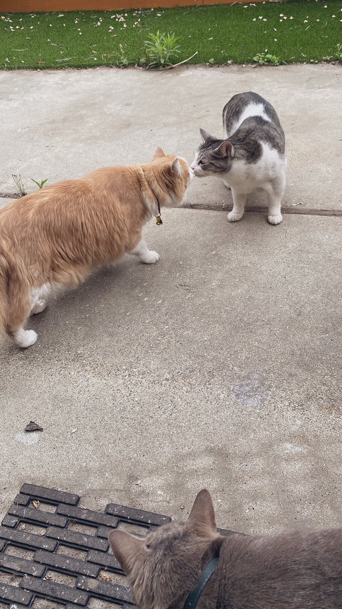 char 🕶️ duskward moving arc orz on Twitter "my neighbor’s cat jumped