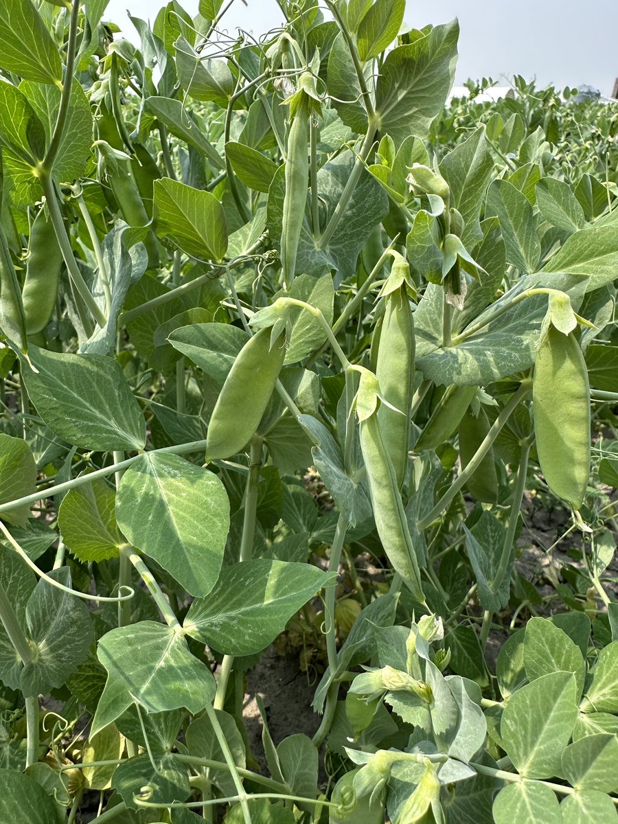 Despite the dry spell our early peas are working hard to get ready for harvest #countdown 
#harvest23soon #fieldtofork
 #norterafoods