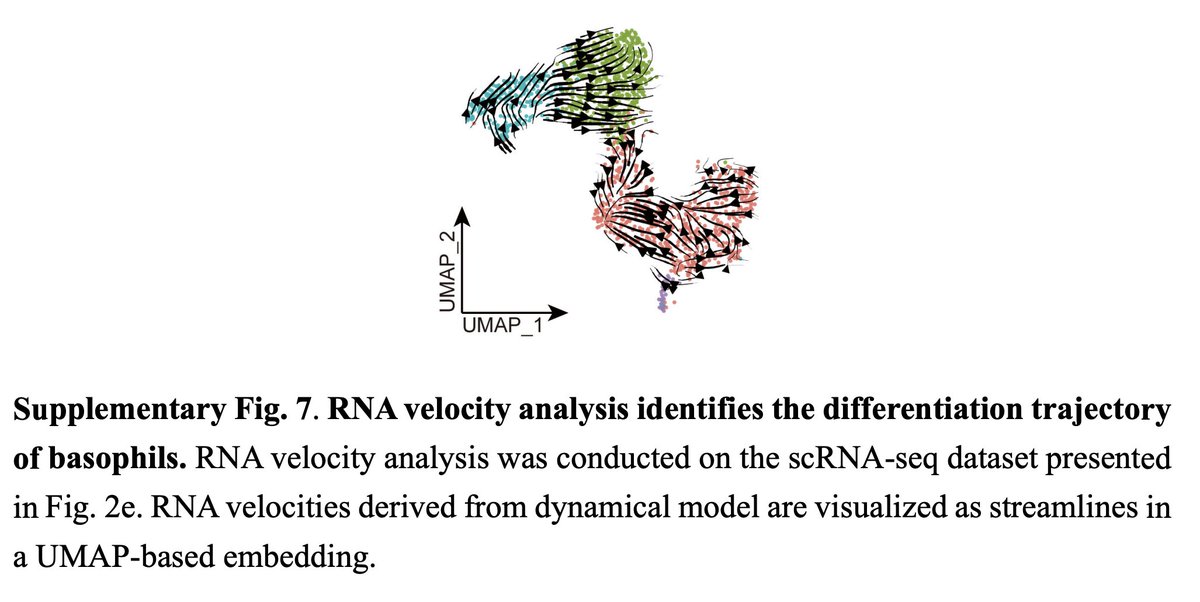 lpachter's tweet image. What is happening in single-cell genomics?! A new paper from the Karasuyama lab at @TMDUniversity (nature.com/articles/s4146…) shows three different RNA velocity / pseudotime plots, no pair of which agree, and then merrily goes on to tell some story. 👀