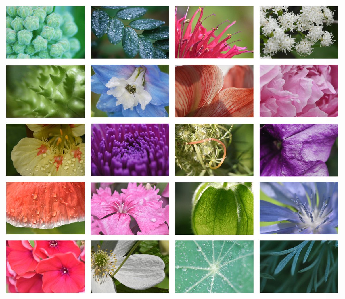 I am proud to present my #TezosPride x #200tezos series, Protest Florals! 🌈 

💜 20 pieces
💙 X/10 edition 
💚 1 XTZ each
💛 Unedited, in situ
🧡 A unique poem for each
❤ Experimental artistic study TBA 

#tezos #teia #photez #SwapOnTeia 

Details in thread 👇
