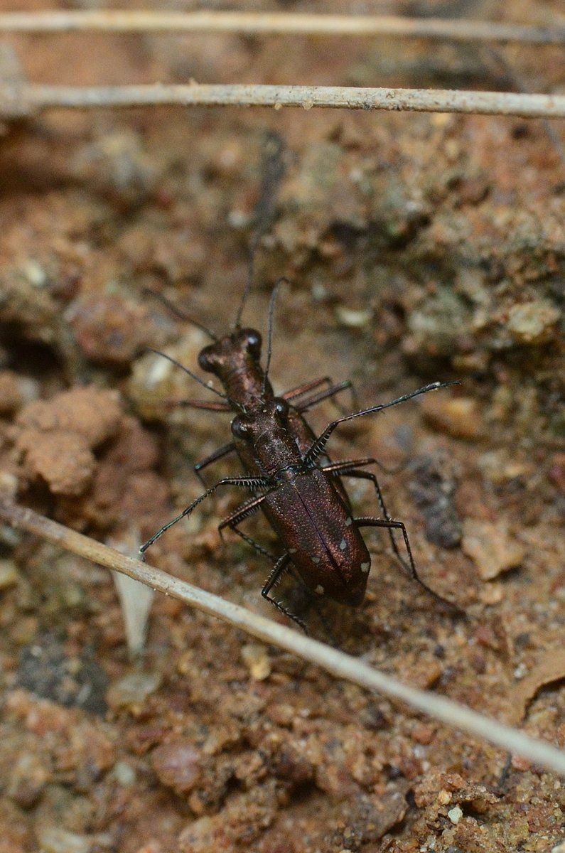 chan_ter's tweet photo. Smitten by tiger beetles! Three varieties in urban habitat (two inside a school compound) and one at the outskirts, wishing to spot more. How many have you noticed? Go out and look for these beauties
#nature #tigerbeetles #insects https://t.co/ATSN1cjZIA