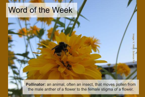 Word of the Week

In honour of today's Pollinators workshop:

Pollinator: an animal often an insect, that moves pollen from the male anther of a flower to the female stigma of a flower.

#wordoftheweek #sciencewords #pollinators #homeschool #homelearning