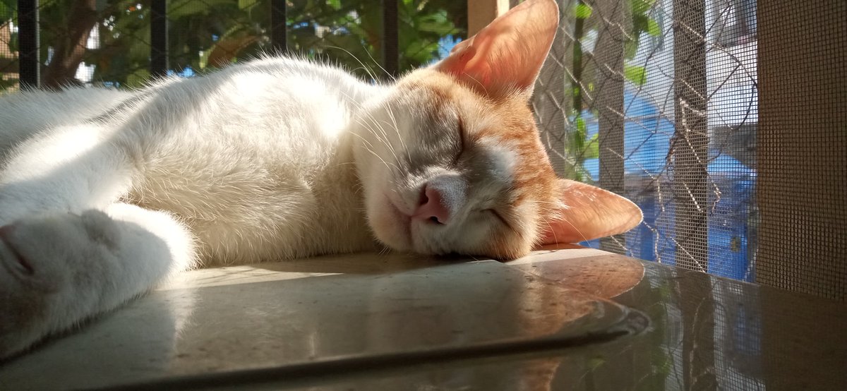 firedonttalk's tweet photo. Good morning 🌄

#Caturday #catloversclub #catlovers #kittycat #furbaby🐾 https://t.co/H1tvr5GtYx