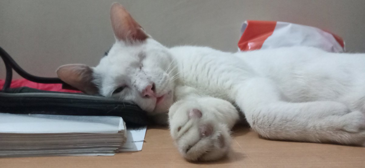 Good morning 🌄

#Caturday #catloversclub #catlovers #kittycat #furbaby🐾