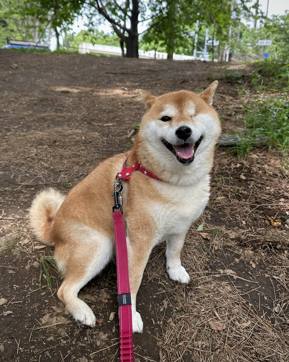 お散歩休憩中。
今日は暑くなりそうですね。