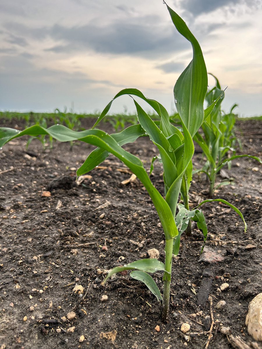 Checking crops post rain, #corn is slightly ahead of schedule.  Currently at a 4 leaf stage and 6” tall, should easily be knee high by the 1st of July🇨🇦