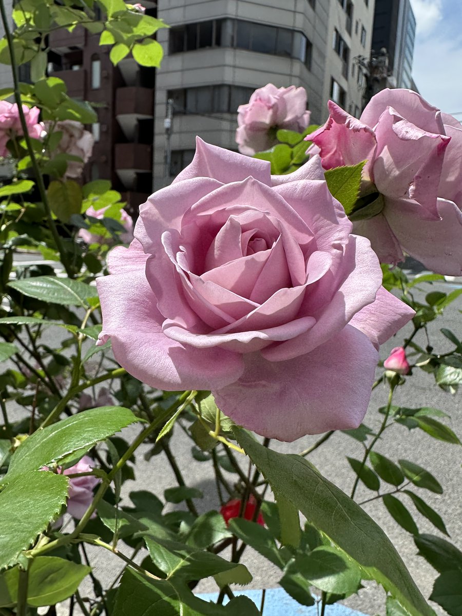 EllieJapan2022's tweet photo. Wow, real roses!

#roses #garden #familytime #missingspring #pink 
#Tokyo #Japan #Happiness https://t.co/7NtQnvsJNl