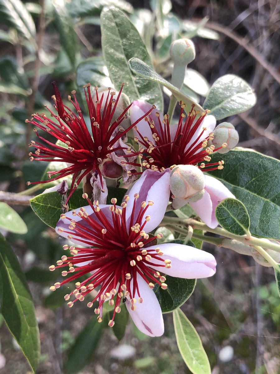 帰宅した。
なんとか気分を変えなきゃね。

キンシバイの花に働き者のミツバチがいた。両足にいっぱい花粉つけて蜜を集めてる。がんばれ！

フェイジョアの花も咲いた。

これからお昼ご飯食べて、晩ごはん用のお弁当を作る。