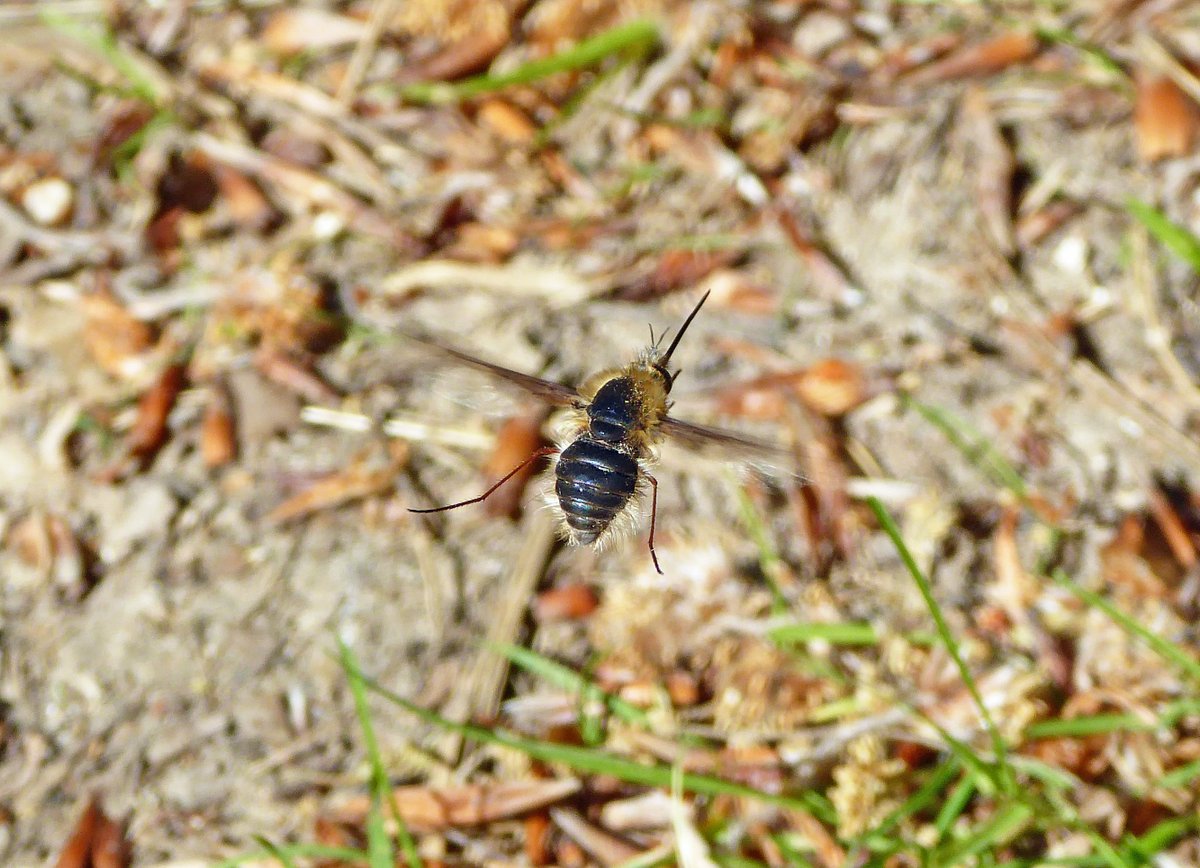 Just 2 days after being featured on #BBC #Springwatch I found my own pair of Dark-edged Bee-flies mating in Sussex!
 
(2nd image shows one of the pair flying away after they separated)
  
<a href="/BBCSpringwatch/">BBC Springwatch</a>
<a href="/ChrisGPackham/">Chris Packham</a>
<a href="/MeganMcCubbin/">Megan McCubbin</a>
<a href="/michaelastracha/">Michaela Strachan</a>
<a href="/SussexWildlife/">Sussex Wildlife Trust 🦔</a>
#BeeFlyWatch